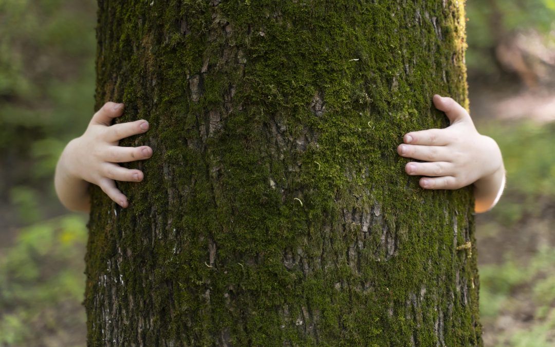 La importancia de la conservación del medio ambiente: Nuestros servicios medioambientales