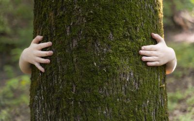 La importancia de la conservación del medio ambiente: Nuestros servicios medioambientales